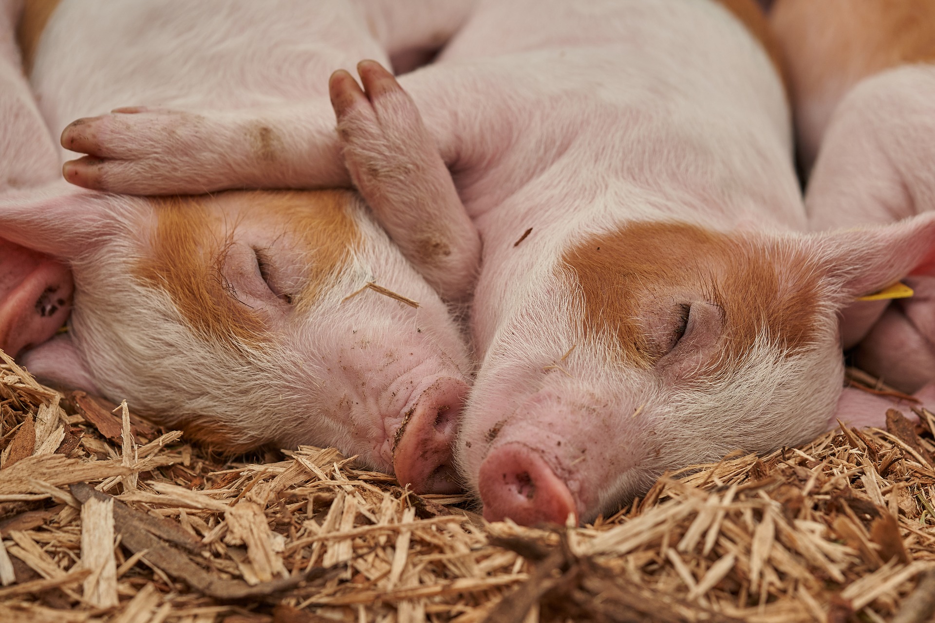 Новини компаній: «Агропродсервіс» закупила 1,2 тис. свиней датської породи